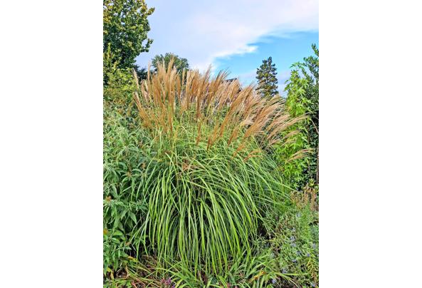 Pampasgras - pampasgras-volgroeid