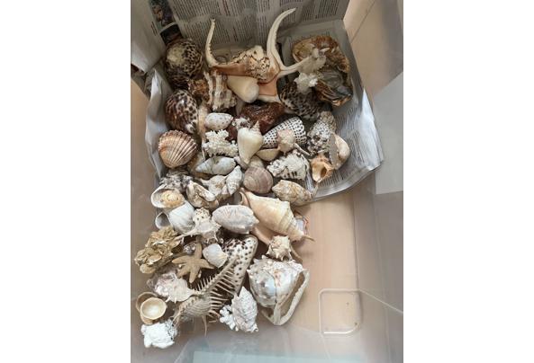 Olifanten en schelpen - IMG_3094