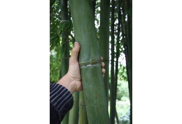 Reuzen bamboe, stekken, scheuten en/of zaden - reuzen-bamboe