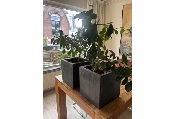 Twee planten met vierkante zwarte pot - IMG_3989