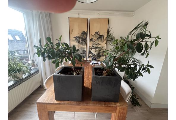 Twee planten met vierkante zwarte pot - IMG_3993