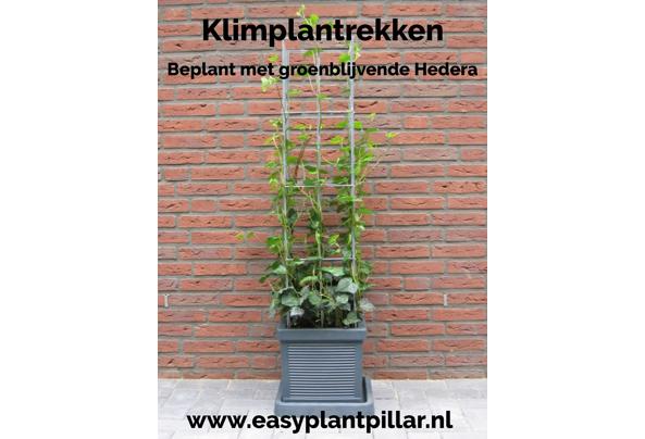 KLIMPLANTREK plantenrek plantrek plantrekken plantenrekken - COLLAGE_20210118_120241_637476829674160215
