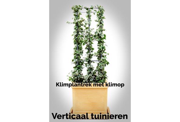KLIMPLANTREK plantenrek plantrek plantrekken plantenrekken - COLLAGE_20210127_162701_637476829750173589