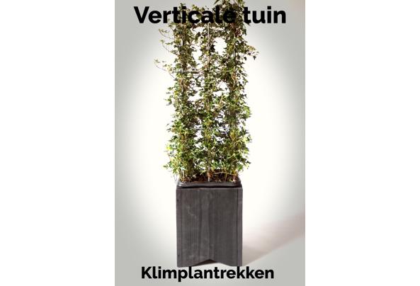 KLIMPLANTREK plantenrek plantrek plantrekken plantenrekken - COLLAGE_20210127_163315_637476830130262275