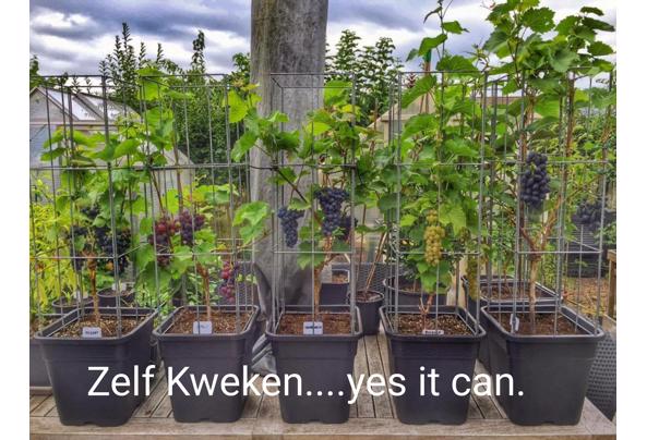 KLIMPLANTREK plantenrek plantrek plantrekken plantenrekken - Easy-Plant-Pillar-Webwinkel-(8)_637476829366251247