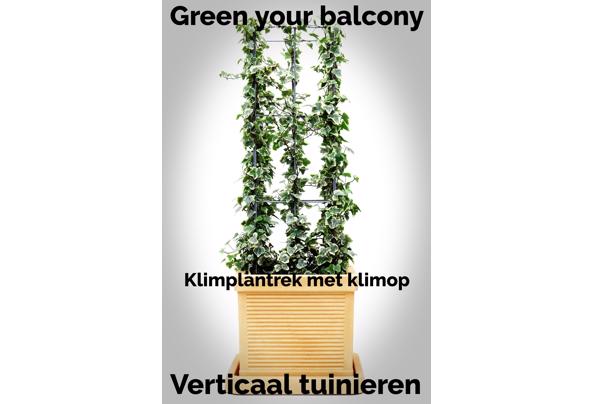 KLIMPLANTREK plantenrek plantrek plantrekken plantenrekken - Klimplantenrekkennnnn_637476829930253242