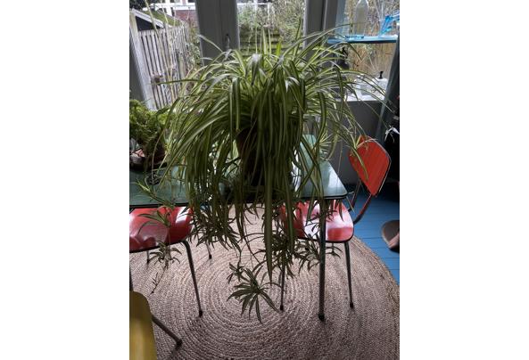 Grote grasplant - IMG_9619