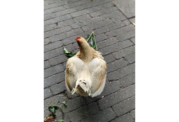 2 kippen af te halen - 20250526_202612