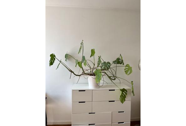 Kamerplant (Monstera) - IMG_1516