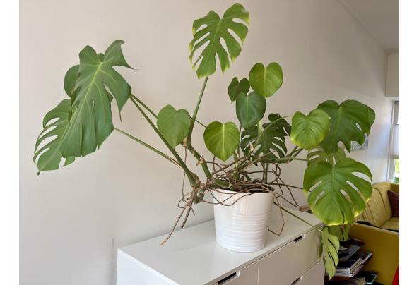 Kamerplant (Monstera) - IMG_1517
