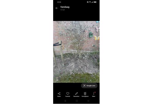 Zsm zelf uitgraven: vlinderstruik met witte bloemen  - Screenshot_2025-03-10-22-04-20-11_99c04817c0de5652397fc8b56c3b3817