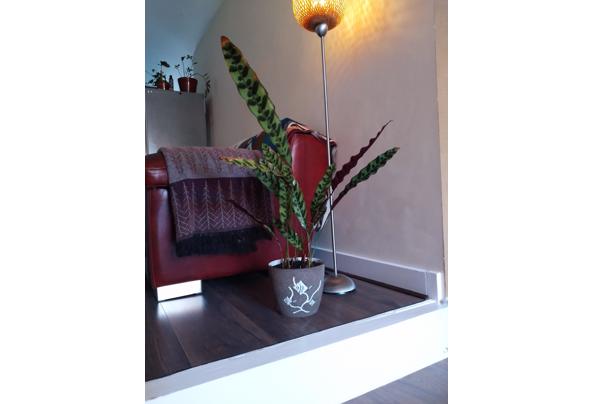 Bordeaux rood leren bank 2 zits 230 cm - bank-4