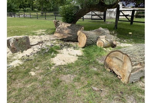 OPENHAARDHOUT DIKKE BOOMSTAMMEN in Rockanje Tuin en Terras, Overig