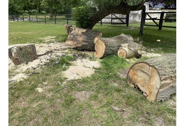 Openhaardhout dikke boomstammen  - F24BC791-2148-4968-9975-31629CD1F679