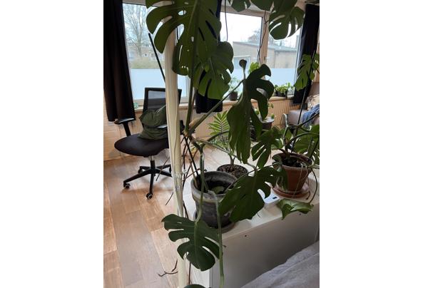 Meerdere planten van verschillende formaten - IMG_5245 Meerdere planten van verschillende formaten - IMG_5245