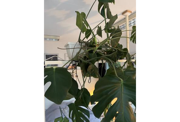 Meerdere planten van verschillende formaten - IMG_5249 Meerdere planten van verschillende formaten - IMG_5249