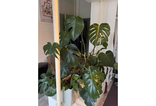 Meerdere planten van verschillende formaten - IMG_5251 Meerdere planten van verschillende formaten - IMG_5251