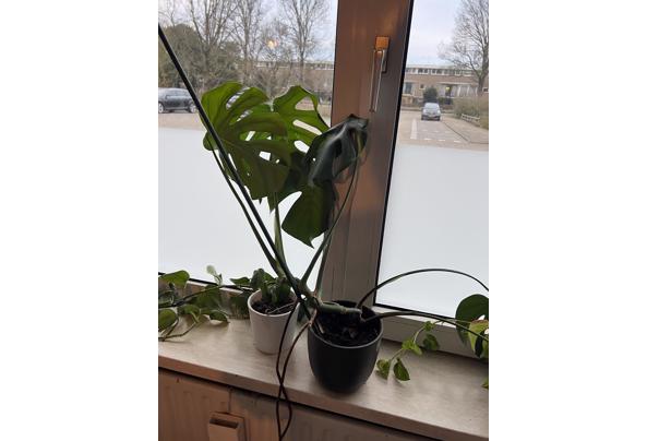 Meerdere planten van verschillende formaten - IMG_5256 Meerdere planten van verschillende formaten - IMG_5256