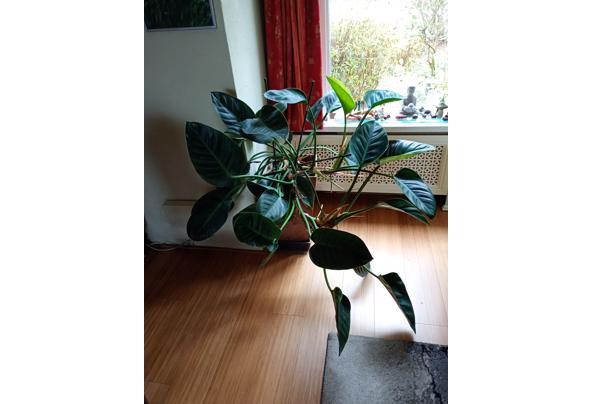 Kamerplant ; Philodendron erubescens - 17309709653314157667485946862501