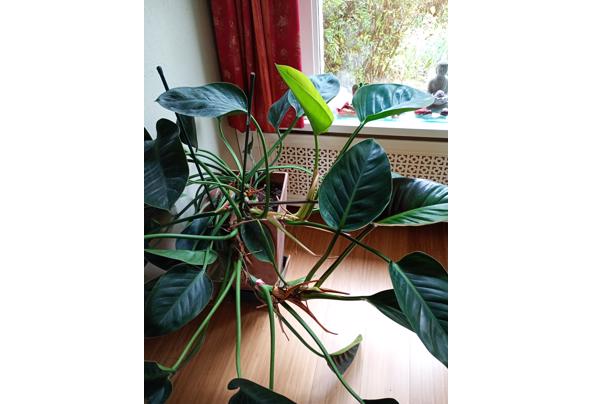 Kamerplant ; Philodendron erubescens - 17309710190587085948305093337645