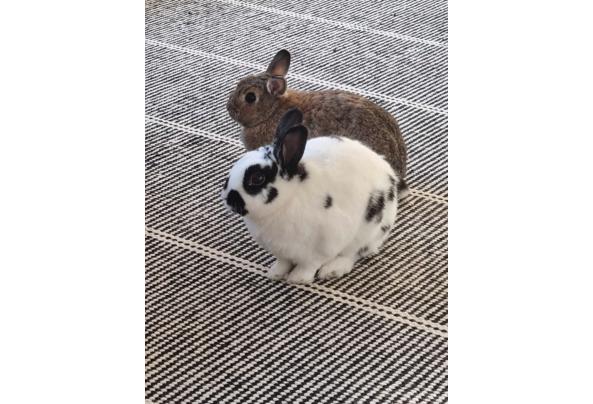 2 konijnen van 2 jr oud - E8B997CB-488A-4A39-9489-00B913CA1F52