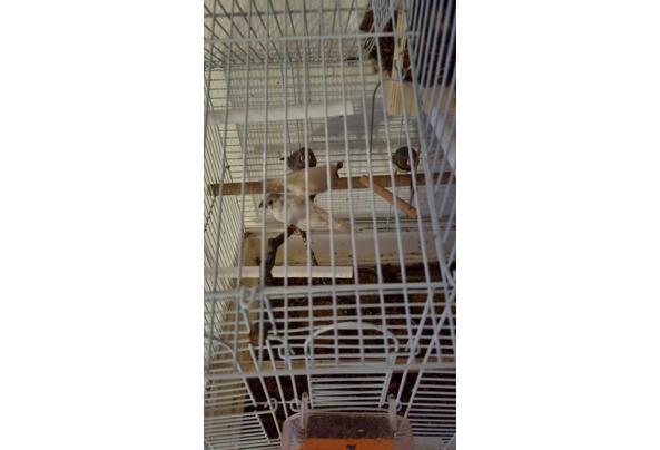 Zeebravinkjes - 20251201_165044 Zeebravinkjes - 20251201_165044