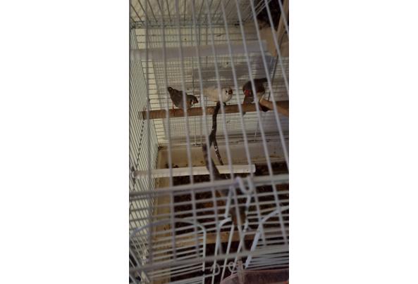 Zeebravinkjes - 20251201_165213 Zeebravinkjes - 20251201_165213