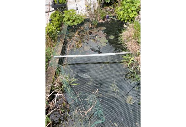 Goudvissen en waterplanten  - IMG_0162