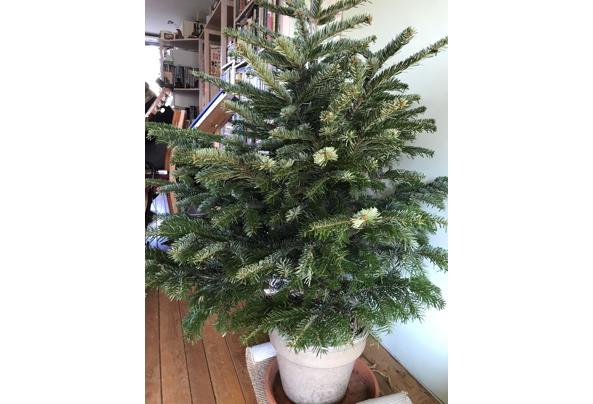 Gratis Nordmann kerstboom 150 cm hoog - 43D0ABF0-B6BD-4D35-AA46-B295577E39C1