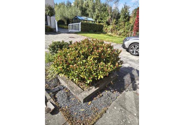 Gratis af te halen en zelf uitgraven. Skimmia - IMG_20250930_143440253_HDR