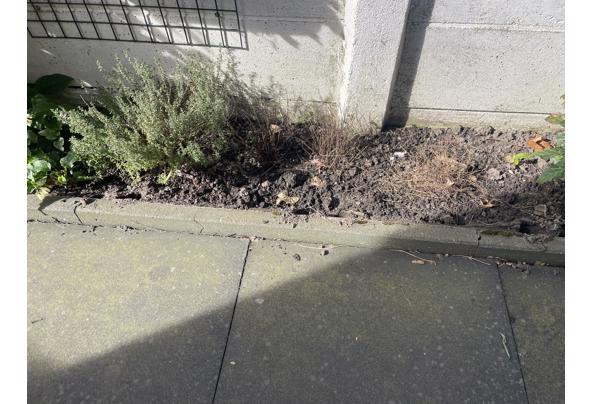 Grote terrastegels 60x60 - IMG_0363