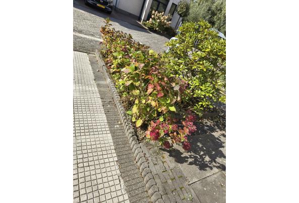 Rijtje Hortensias - IMG_20250930_143430339_HDR
