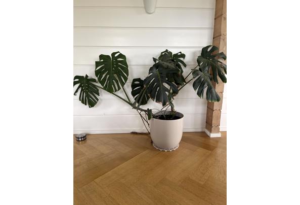 Gaten plant (Monstera) met sierpot  - IMG_3523
