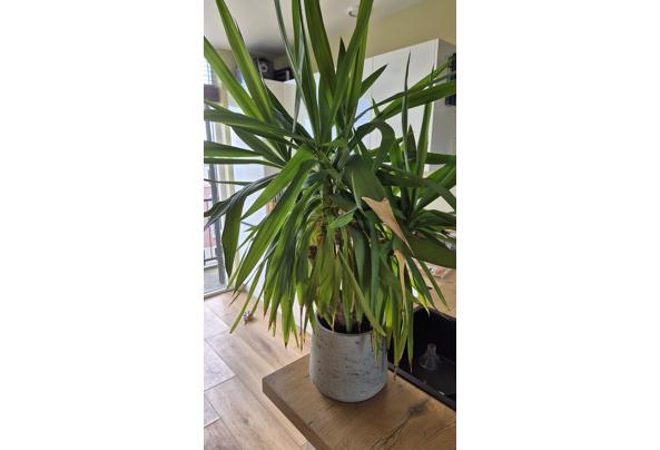 Plant met pot - 20261011_141203 Plant met pot - 20261011_141203