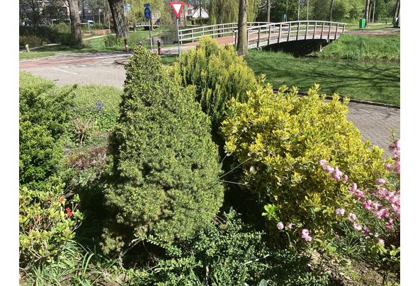 Diverse struiken (6 in totaal) gratis af te halen, zelf uit voortuin verwijderen! - IMG_0685