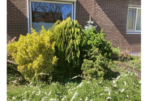 Diverse struiken (6 in totaal) gratis af te halen, zelf uit voortuin verwijderen! - IMG_0687