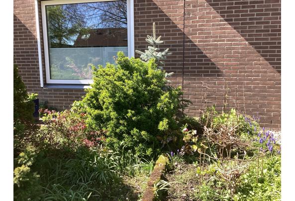 Diverse struiken (6 in totaal) gratis af te halen, zelf uit voortuin verwijderen! - IMG_0688