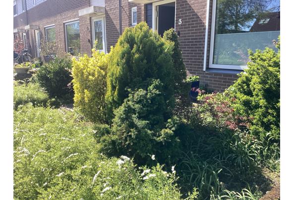 Diverse struiken (6 in totaal) gratis af te halen, zelf uit voortuin verwijderen! - IMG_0689