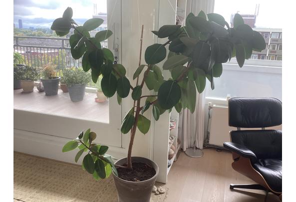 Grote rubberplant - IMG_1247 Grote rubberplant - IMG_1247