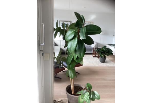 Grote rubberplant - IMG_1248 Grote rubberplant - IMG_1248