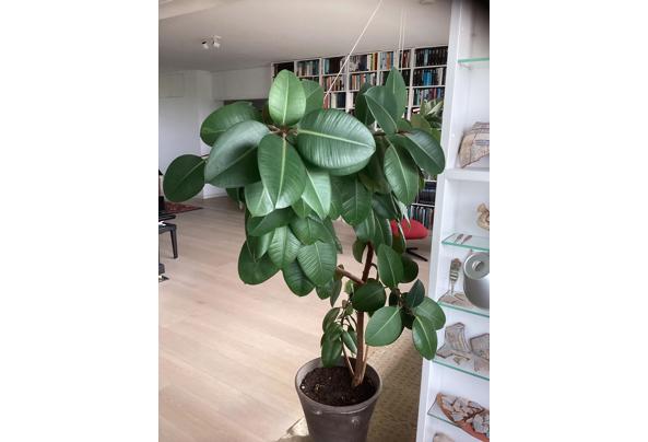 Grote rubberplant - IMG_1249 Grote rubberplant - IMG_1249
