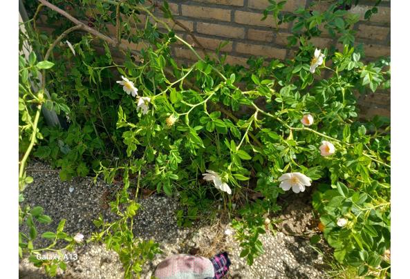 Rosa multiflora veelbloemige roos - image-16-05-2025_11-44-23-91