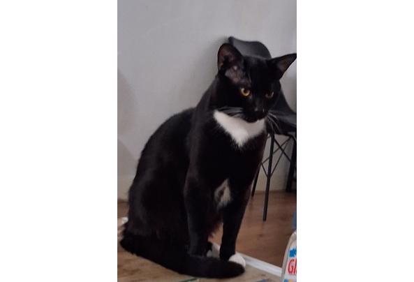 zwartwitte kater - 20250719_091618