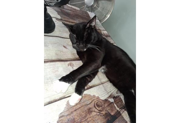 zwartwitte kater - 20250807_174938