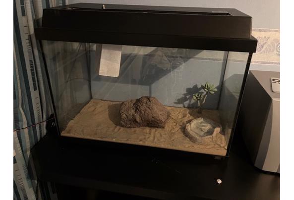 aquarium/terrarium - IMG_6013