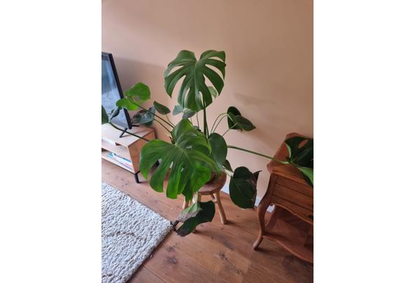 Monstera kamerplant - 20260312_145300