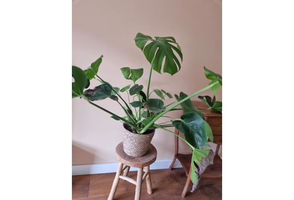 Monstera kamerplant - 20260312_145303