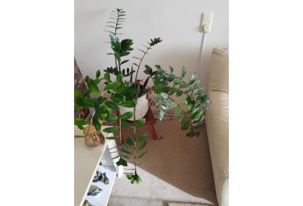 kamerplanten - 20251120_123003 kamerplanten - 20251120_123003