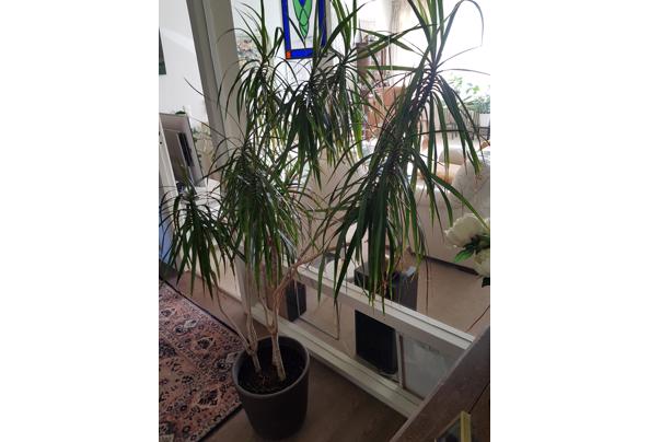 kamerplanten - 20251120_123017 kamerplanten - 20251120_123017