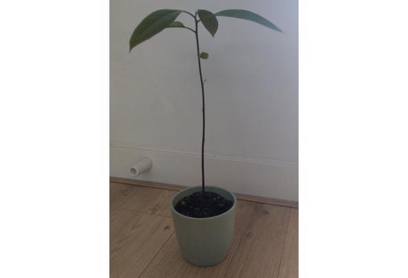 Avocado Plantje - IMAG1853